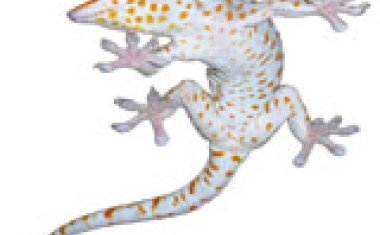 Vom Photolack zum Gecko