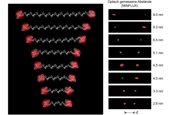 Biomoleküle hochpräzise optisch vermessen