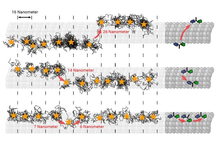 Abb.: Die MINSTED-Methode macht sichtbar, wie das Motorprotein Kinesin auf den...