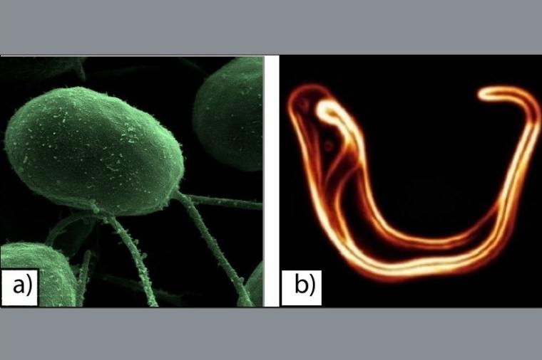 Abb.: Verschiedene Arten biologischer Mikroschwimmer: a) Mikroalgen...