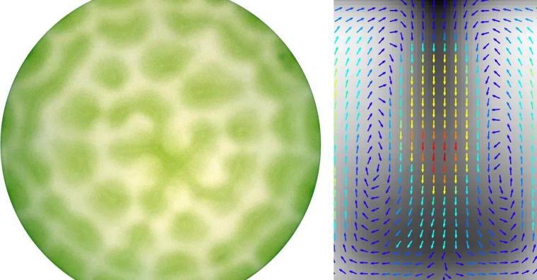 Abb.: Strömungsmuster photosynthetischer Mikroorgansimen in einer runden...