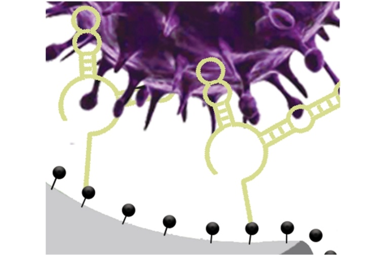 Durch Beschichtung der Nanopore mit selektiven DNA-Aptameren, die spezifische...