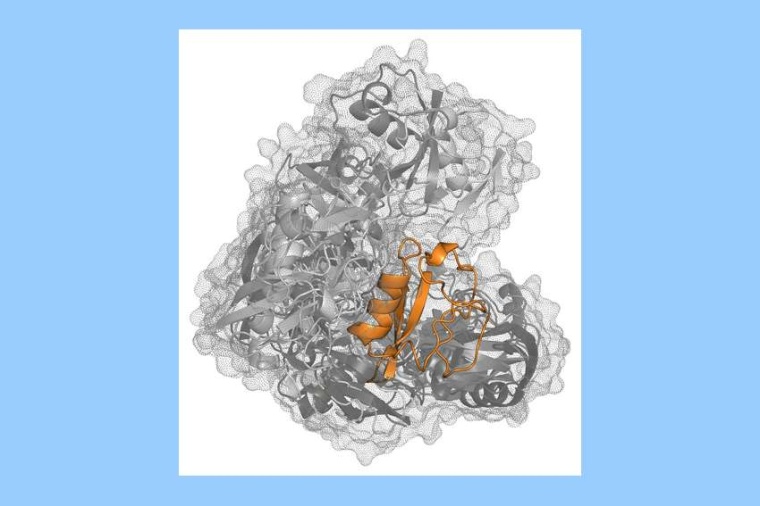 Abb.: Ubiquitin-Dimere nehmen in Lösung mehrere ver­schie­dene...